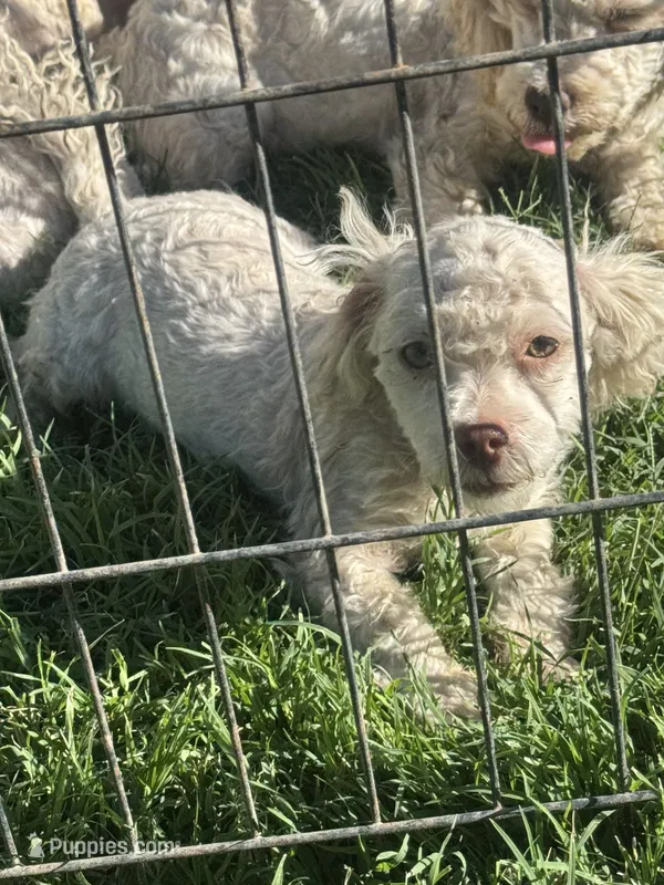 Female 4 – Maltipoo puppy for sale in Madera, CA