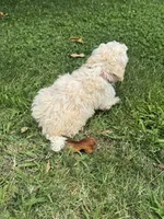 Female 3, a female Maltipoo for sale in Madera, CA – 2 of 7