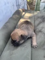 Boy, a male French Bulldog for sale in Madera, CA – 2 of 3