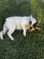 Sprinkles , a female French Bulldog for sale in Madera, CA – 2 of 8