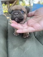 Girl, a female French Bulldog for sale in Madera, CA – 1 of 3