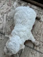 Female 1, a female Maltipoo for sale in Madera, CA – Photo 2 of 2