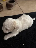 Female 1, a female Maltipoo for sale in Madera, CA – 2 of 3