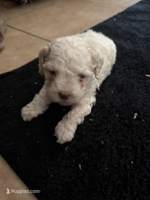 Female 1 – Maltipoo puppy for sale in Madera, CA