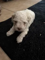 Female 1, a female Maltipoo for sale in Madera, CA – 1 of 3