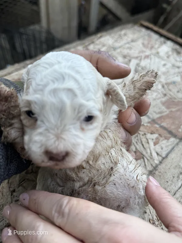 Female 1 – Maltipoo puppy for sale in Madera, CA