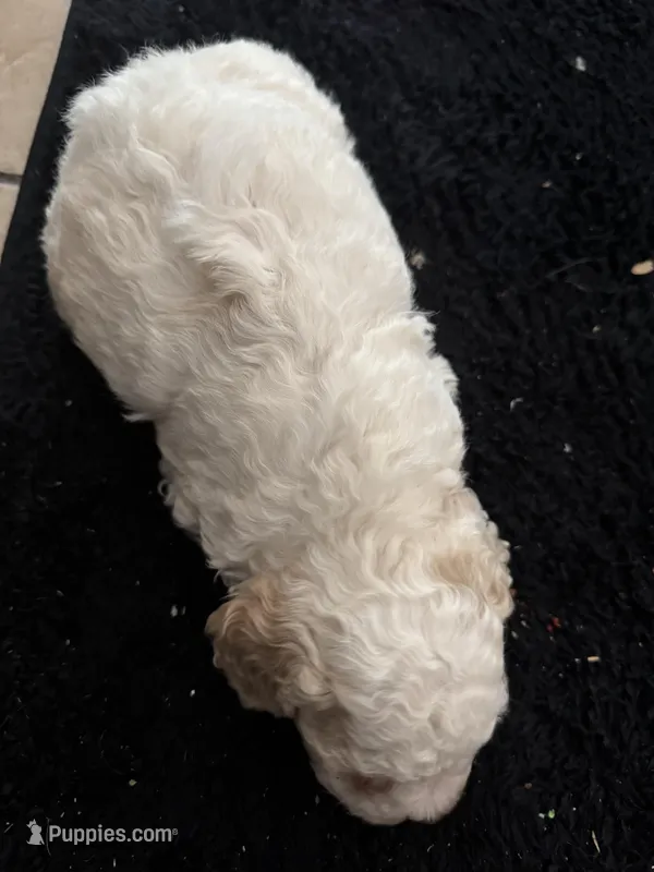 Female 1 – Maltipoo puppy for sale in Madera, CA