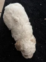Female 1, a female Maltipoo for sale in Madera, CA – 3 of 3