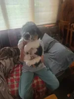 Bow, a male Jack Russell Terrier for sale in Traverse City, MI – 3 of 7
