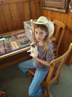 Milly (girl  1), a female Jack Russell Terrier for sale in Traverse City, MI – 4 of 9