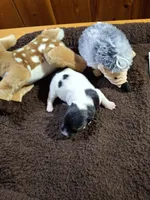 Boy 2, a male Jack Russell Terrier for sale in Traverse City, MI – 2 of 6