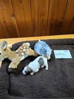 Girl 2, a female Jack Russell Terrier for sale in Traverse City, MI – 2 of 6