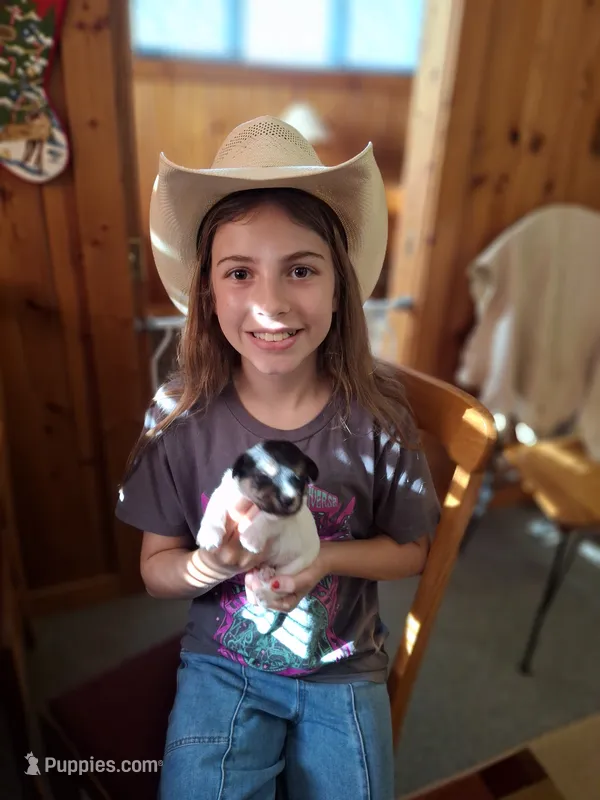 Boy 2 – Jack Russell Terrier puppy for sale in Traverse City, MI