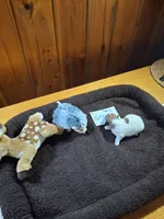 Girls 3, a female Jack Russell Terrier for sale in Traverse City, MI – 1 of 7