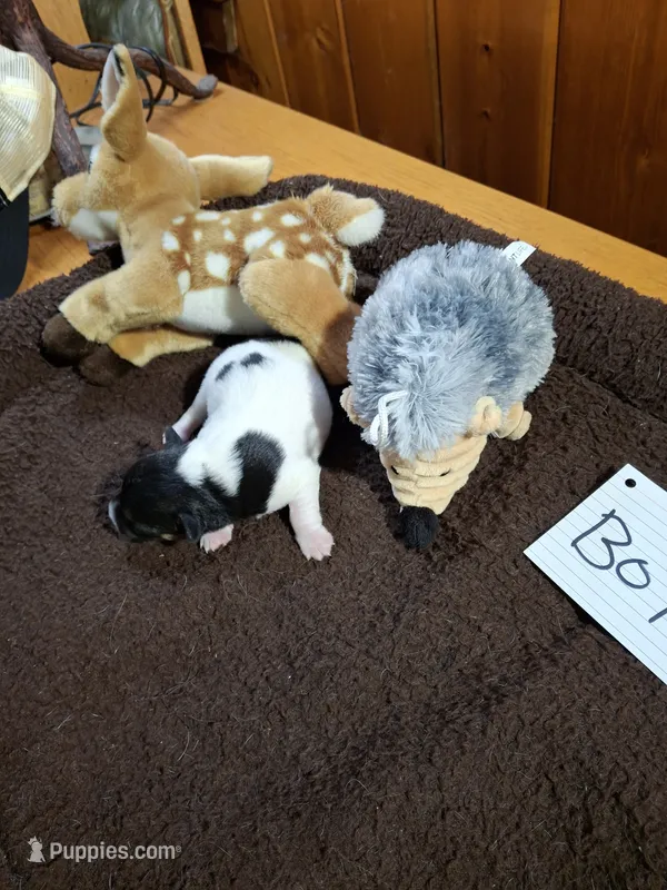 Boy 2 – Jack Russell Terrier puppy for sale in Traverse City, MI