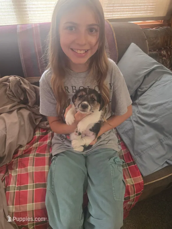 Bow – Jack Russell Terrier puppy for sale in Traverse City, MI