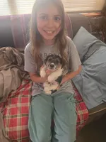 Bow, a male Jack Russell Terrier for sale in Traverse City, MI – 1 of 7