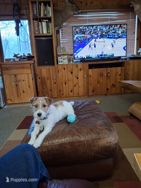 Boardman valley Lucky , a male Jack Russell Terrier for sale in Traverse City, MI – 1 of 5