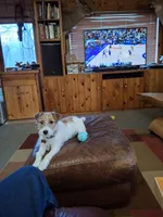 Boardman valley Lucky , a male Jack Russell Terrier for sale in Traverse City, MI – 1 of 5