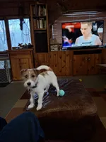 Boardman valley Lucky , a male Jack Russell Terrier for sale in Traverse City, MI – 5 of 5