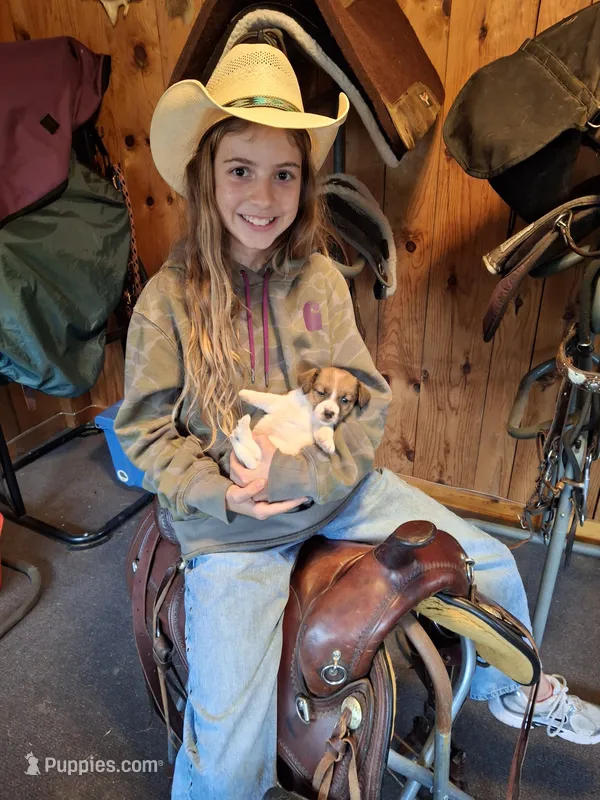 Molly ( female no. 3) – Jack Russell Terrier puppy for sale in Traverse City, MI