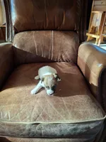 Milly (girl  1), a female Jack Russell Terrier for sale in Traverse City, MI – 5 of 9