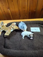 Girl 1, a female Jack Russell Terrier for sale in Traverse City, MI – 2 of 5