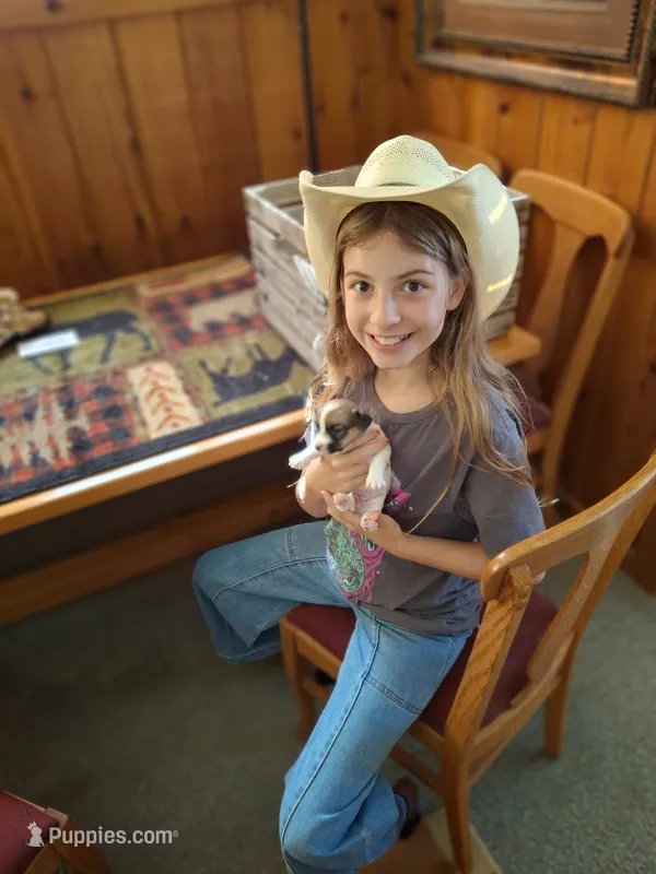 Girl 1 – Jack Russell Terrier puppy for sale in Traverse City, MI