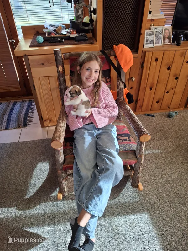 Girl 2 – Jack Russell Terrier puppy for sale in Traverse City, MI