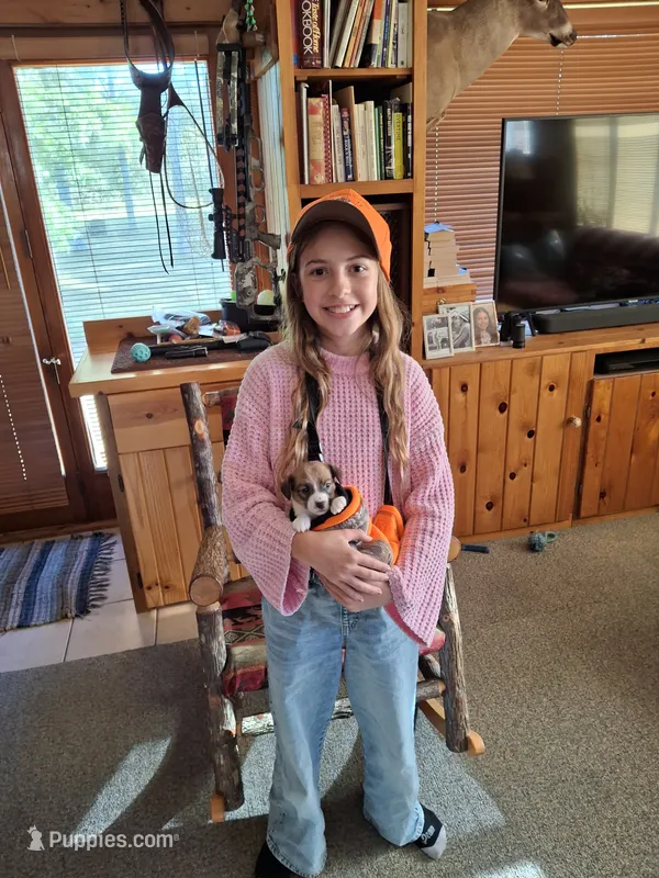 Girl 1 – Jack Russell Terrier puppy for sale in Traverse City, MI