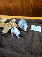 Boy 2, a male Jack Russell Terrier for sale in Traverse City, MI – 4 of 6