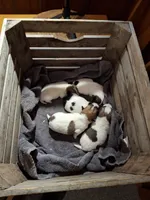 Girl 1, a female Jack Russell Terrier for sale in Traverse City, MI – 4 of 5