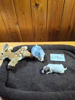 Girl 1, a female Jack Russell Terrier for sale in Traverse City, MI – 3 of 5