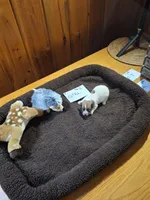 Girls 3, a female Jack Russell Terrier for sale in Traverse City, MI – 2 of 7