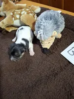 Boy 2, a male Jack Russell Terrier for sale in Traverse City, MI – 5 of 6