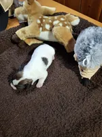 Boy 1, a male Jack Russell Terrier for sale in Traverse City, MI – 4 of 4