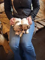 Molly ( female no. 3), a female Jack Russell Terrier for sale in Traverse City, MI – 3 of 4
