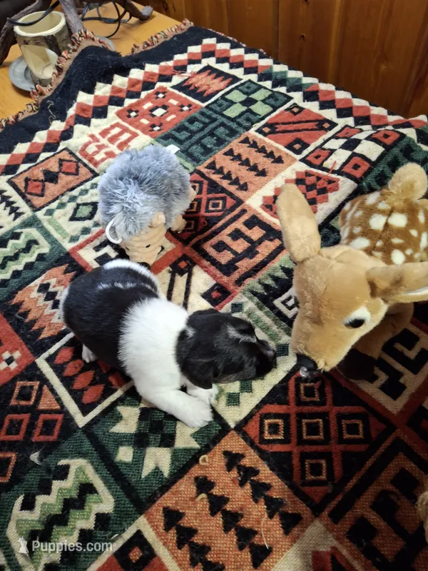 Maggie  – Jack Russell Terrier puppy for sale in Traverse City, MI
