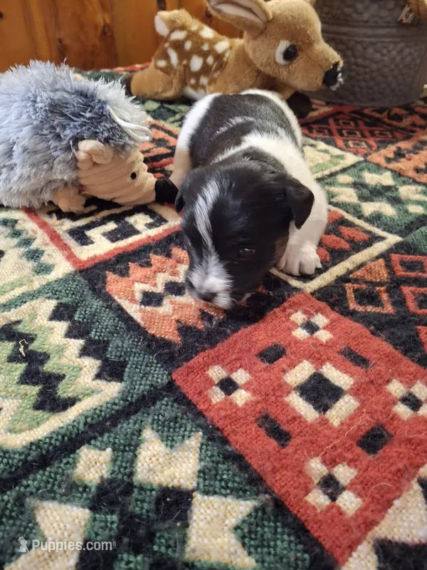 Molly – Jack Russell Terrier puppy for sale in Traverse City, MI