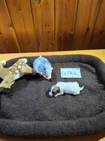 Girl 1, a female Jack Russell Terrier for sale in Traverse City, MI – 5 of 5