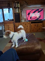 Boardman valley Lucky , a male Jack Russell Terrier for sale in Traverse City, MI – 4 of 5