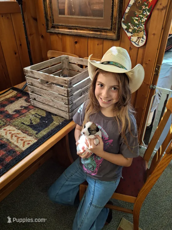 Girl 2 – Jack Russell Terrier puppy for sale in Traverse City, MI
