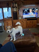 Boardman valley Lucky , a male Jack Russell Terrier for sale in Traverse City, MI – 3 of 5