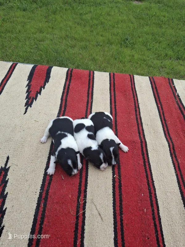 Molly – Jack Russell Terrier puppy for sale in Traverse City, MI