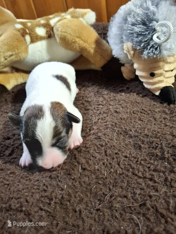 Boy 1 – Jack Russell Terrier puppy for sale in Traverse City, MI