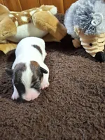 Boy 1, a male Jack Russell Terrier for sale in Traverse City, MI – 1 of 4