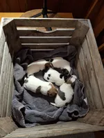 Girls 3, a female Jack Russell Terrier for sale in Traverse City, MI – 7 of 7