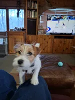 Boardman valley Lucky , a male Jack Russell Terrier for sale in Traverse City, MI – 2 of 5