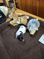Boy 2, a male Jack Russell Terrier for sale in Traverse City, MI – 6 of 6
