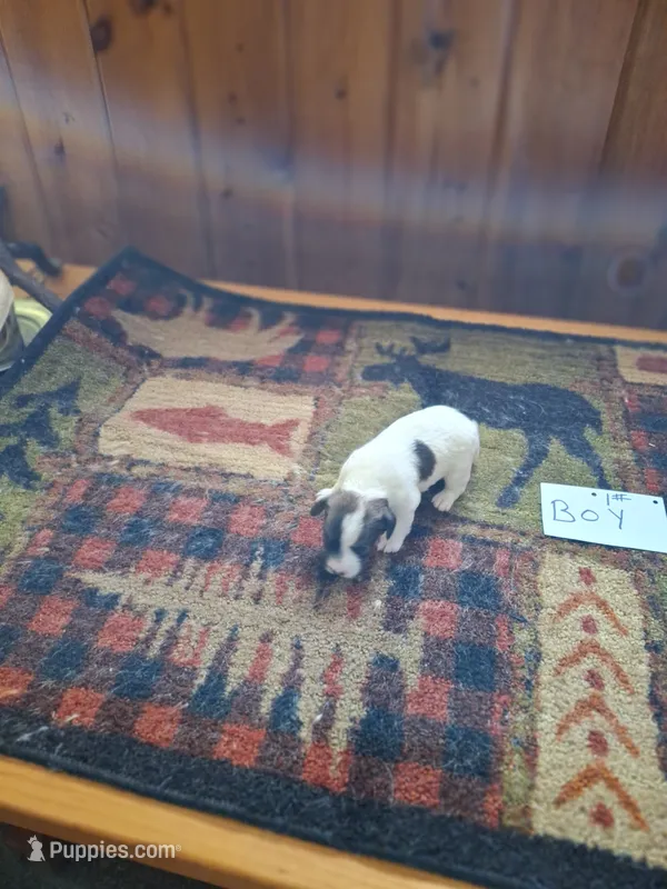 Boy 1 – Jack Russell Terrier puppy for sale in Traverse City, MI